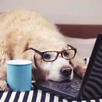olddog A golden retriever wearing glasses rests its head on a laptop keyboard while lying on a bed. A blue coffee mug is positioned next to the dog. The background features a striped blanket.