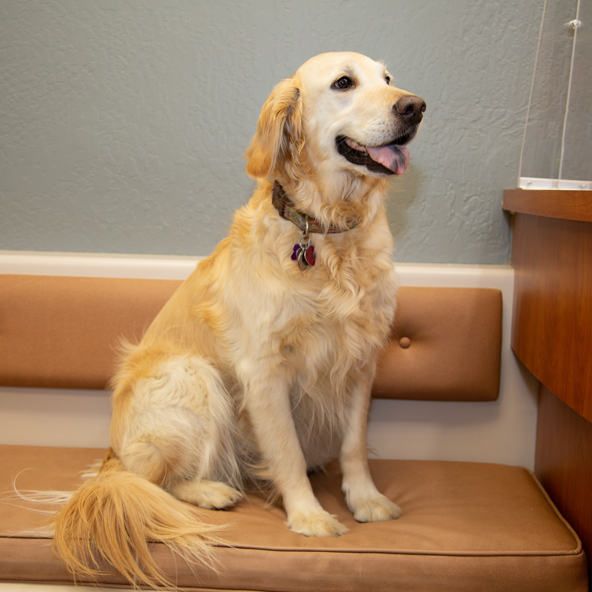 Yellow-Dog-Lobby A golden retriever is sitting on a padded bench against a gray wall. The dog is looking to the side with its mouth open and tongue out, appearing happy and relaxed. It has a collar with tags and is sitting next to a wooden counter.